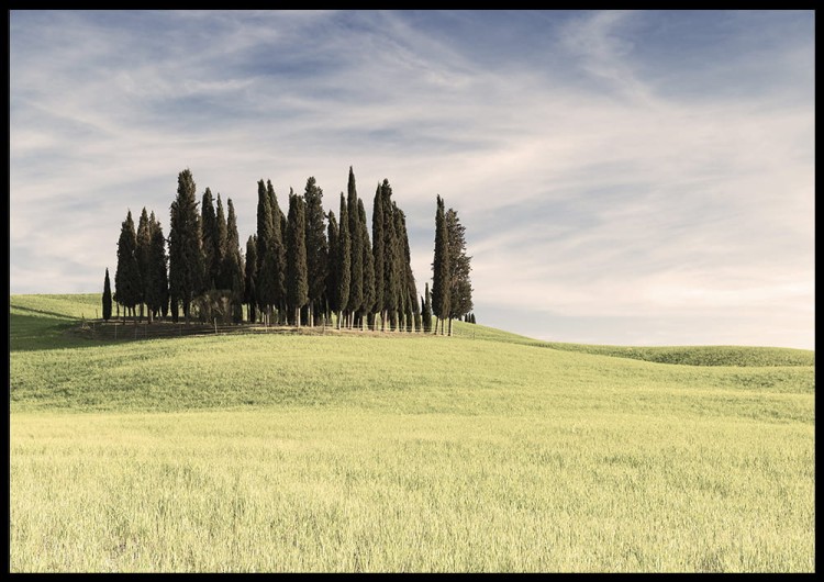 plakat cyprysy na wzgórzu toskania włochy