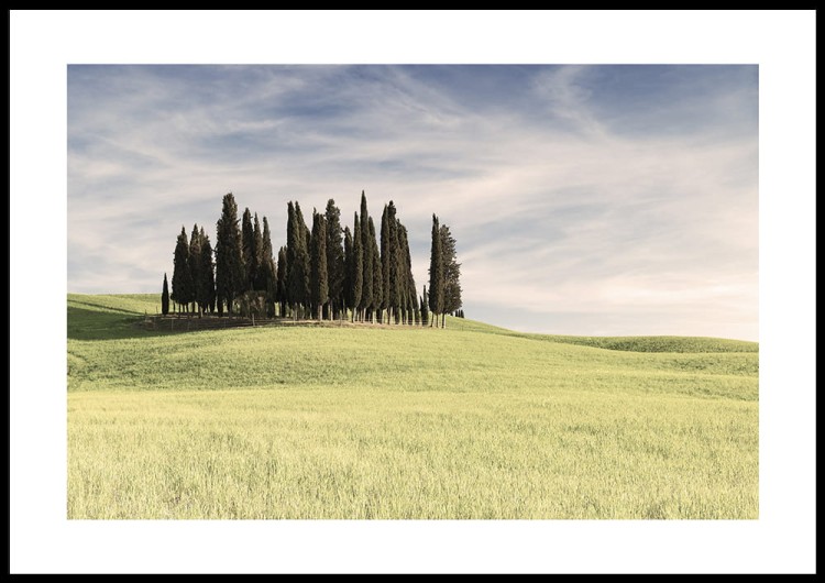 plakat cyprysy na wzgórzu toskania włochy z nadrukowanym obramowaniem