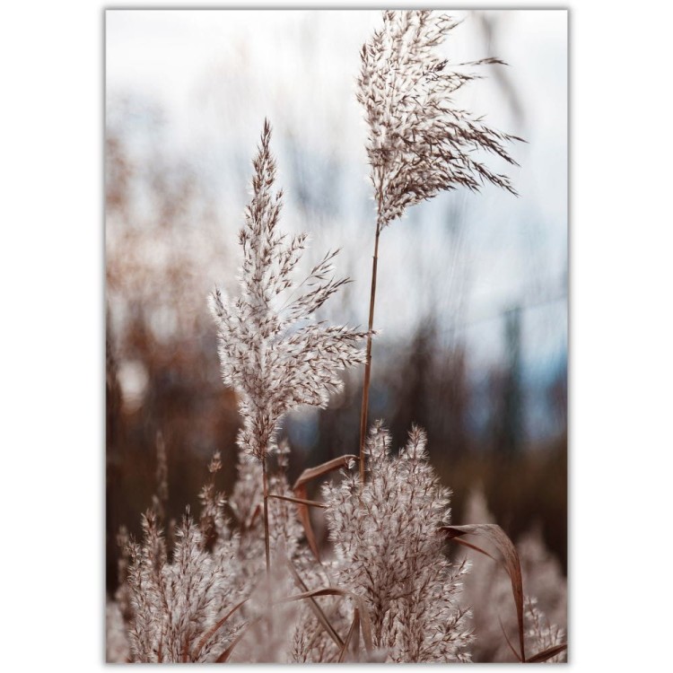 plakat trawa pampasowa 06