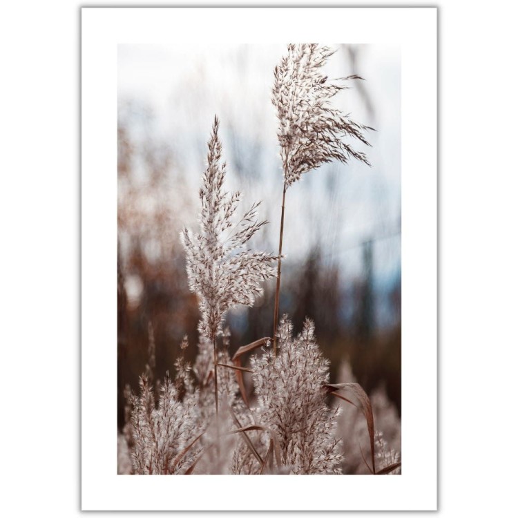 plakat trawa pampasowa 06 z białym obramowaniem