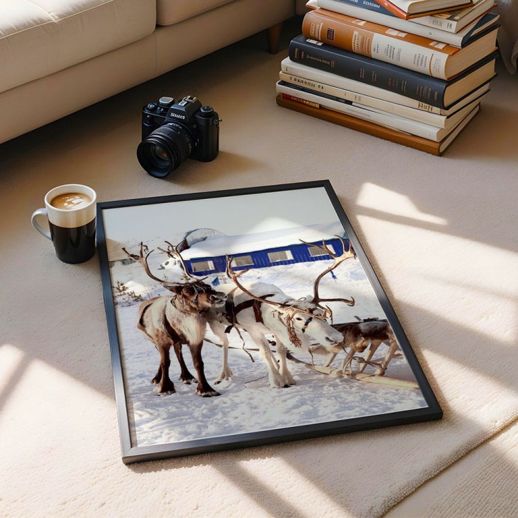 plakat renifery w czarnej ramie